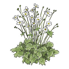 Dessin Anemone 'Honorine jobert'