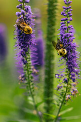 bee on lavender