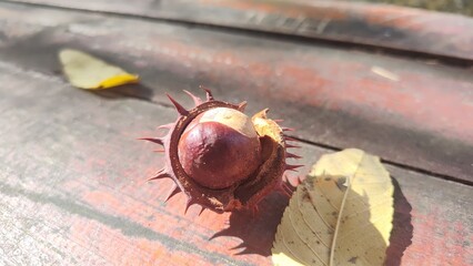 a chestnut in the shell that fell to the ground