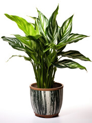 Dieffenbachia (Dumb Cane)  Studio Shot Isolated on Clear Background, Generative AI