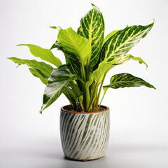 Dieffenbachia (Dumb Cane)  Studio Shot Isolated on Clear Background, Generative AI