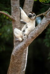 Propithèque de Verreaux,  Sifaka de Verreaux, Lémurien, Propithecus verreauxi, Madagascar