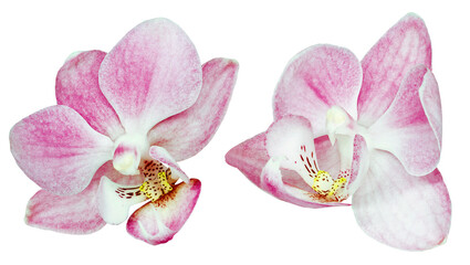 Phalaenopsis  flowers  on    isolated background with clipping path. Closeup. For design. Transparent background.  Nature.