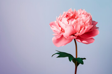 A peony flower on a background with a copyspace. Minimalism. 