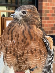 Close up of a hawk held by a handler with brown gloves.