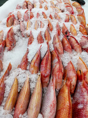 Fresh fish