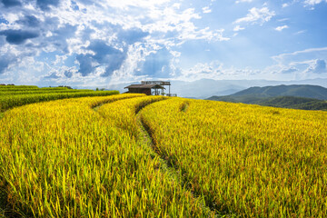 Top view of rice terrace in Pabongpiang Chiang Mai, Thailand