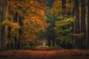 autumn in the forest