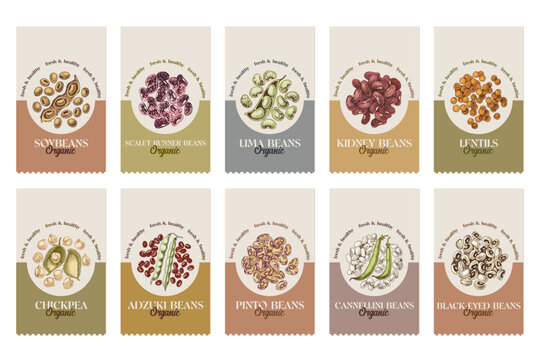 Hand drawn legumes vector set