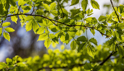 spring green foliage