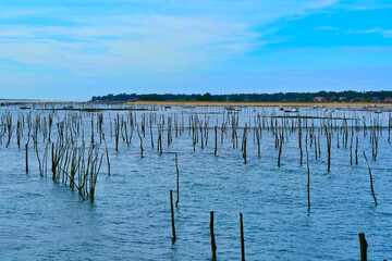 Stakes supporting oyster beds protruding from the sea at Cap Ferret in Arcachon Bay, France
