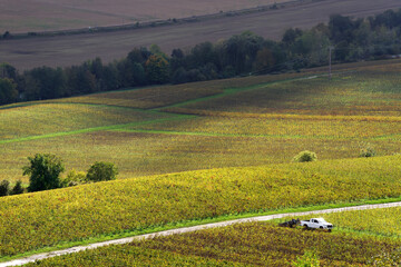 Vineyards in the Marne valley. Hauts-De-France Region © hassan bensliman