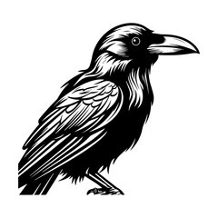 black raven bird in different poses cartoon crow design flat vector animal illustration isolated on white background.