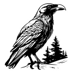 black raven bird in different poses cartoon crow design flat vector animal illustration isolated on white background.