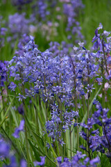 Obraz premium Bluebells in a garden in England