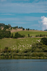 A herd of sheep on grazing on the mountain 