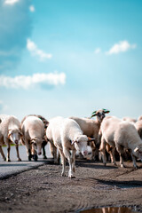A herd of sheep on grazing walking along the way