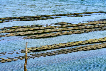 Oyster bed sacks being revealed at low tide at Cap Ferret in Arcachon Bay, France
