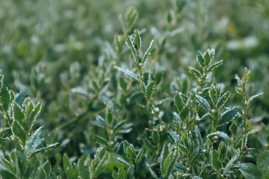 Polygonum aviculare green grass covered with dew drops in the early morning. Water drops on knotweed grass. Blurred background. Macro.