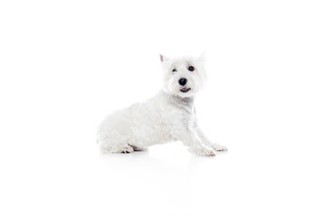 Happy, purebred, cute dog, west highland white terrier sitting isolated on white studio background