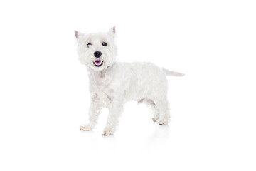 Happy, smiling, beautiful purebred dog, west highland white terrier standing isolated on white studio background