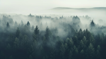 Aerial view of a foggy forest - obrazy, fototapety, plakaty