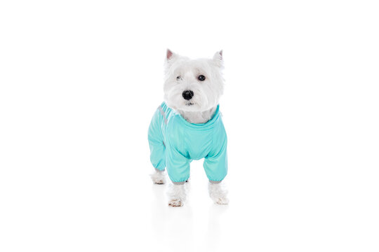 Adorable, beautiful, purebred dog, west highland white terrier wearing jumpsuit for pets isolated on white studio background