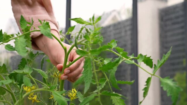 Hand of gardener removing suckers or side buds on neglected tomato plant