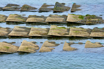 Oyster bed sacks being revealed at low tide at Cap Ferret in Arcachon Bay, France

