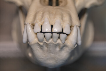 The lower part of the jaw of a chimpanzee.