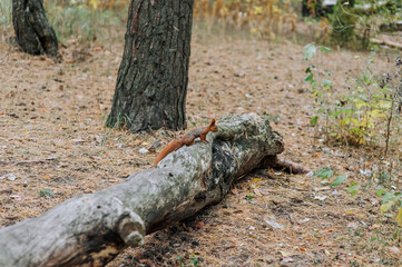 Fototapeta na wymiar A small beautiful orange squirrel sits on a log, tree in a coniferous forest. Animal photography, nature.