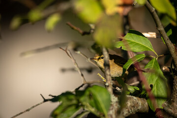 A Common Chiffchaff (Phylloscopus collybita) hiding in a bush.