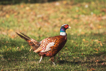 A Ring-necked pheasant (Phasianus colchicus) walking across grass.