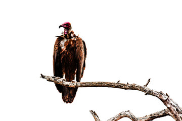 red tailed hawk sitting on a branch png image