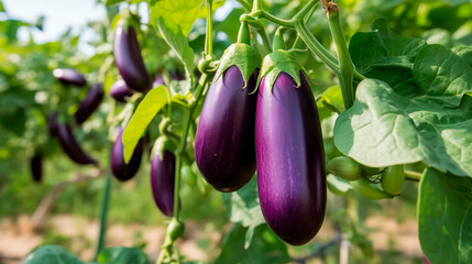 Eggplant harvest on branches. Generative AI,