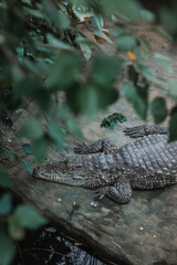Top view of a crocodile resting on the ground
