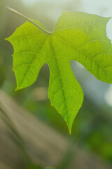 Photograph of leaves with sunlight behind.Blurred green leaves with sunlight