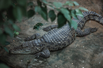 Top view of a crocodile resting on the ground