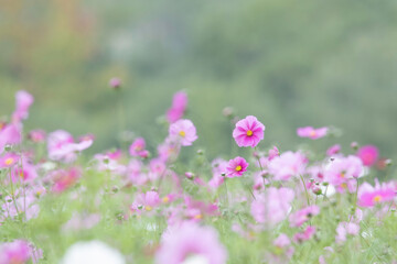 Fototapeta premium 秋のコスモス