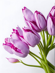 Delicate Pink  tulip bouquet on clean white background