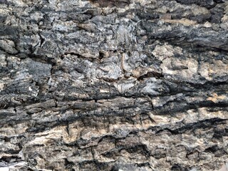 Close-up photo of black bark
