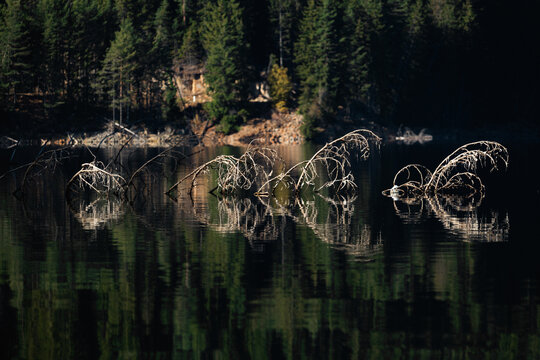 Sunken tree with it's branches above the water of a big lake.