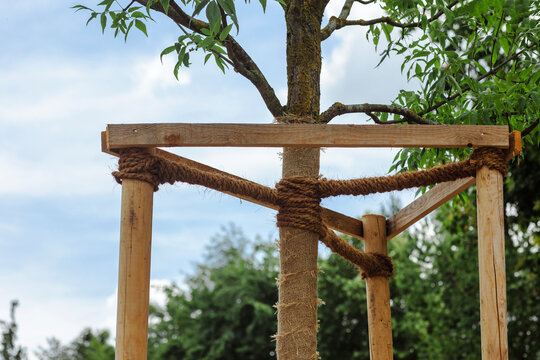 Tree Supports. Young Tree Planted and Tied to Pegs in City Park. Young Tree Trunk Supported by  Wooden Stakes. Young Tree with Protective Support. Close up.