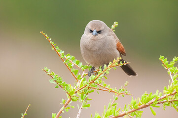 Bay winged Cowbird in Calden forest environment, La Pampa Province, Patagonia, Argentina.