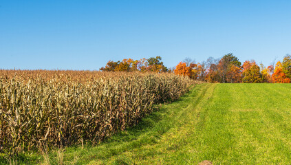 Obraz premium A field of dying corn next to a grass field in Tionesta, Pennsylvania, USA on a sunny fall day