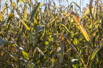 A close up of dying corn stalks in a field in Tionesta, Pennsylvania, USA on a sunny fall day