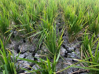agricultural land is dry due to the long dry season and the El Niño cycle in Indonesia causing rice fields to fail to harvest