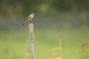 great spotted red backed shrike on a branch