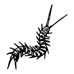 Centipede sketch. Dangerous insect scolopendra. Hand drawn illustration.