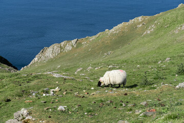Sheep in ireland